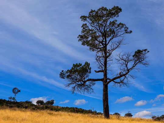 Cypress pine & windmill near New England Gully Road